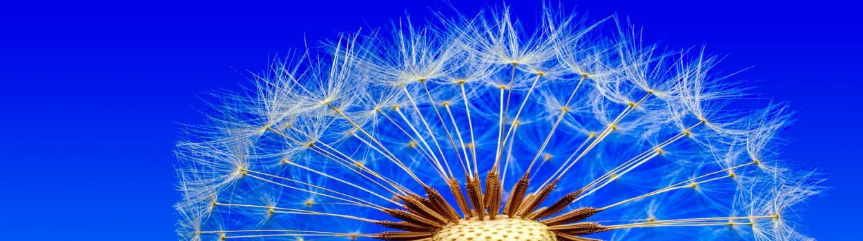 Referenzen Anja Koop